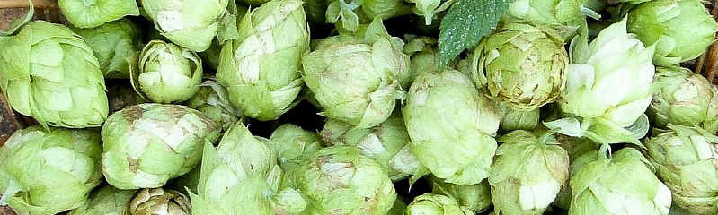 Hopfen