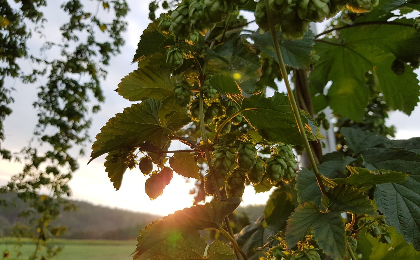 HopfenErlebnisHof — photo 7